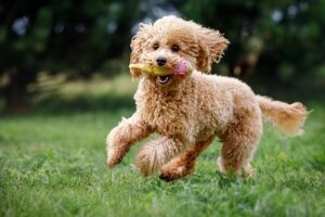 Teacup Toy Poodle Puppies