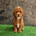 toy poodles for sale near me by owner