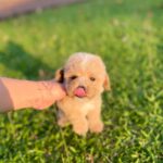micro teacup poodles for sale near me