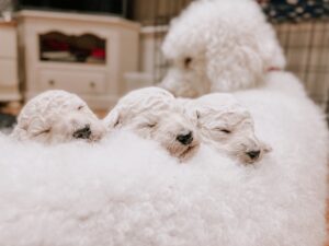 White Poodle Puppies