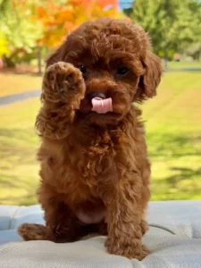 Toy Poodle Puppies Price